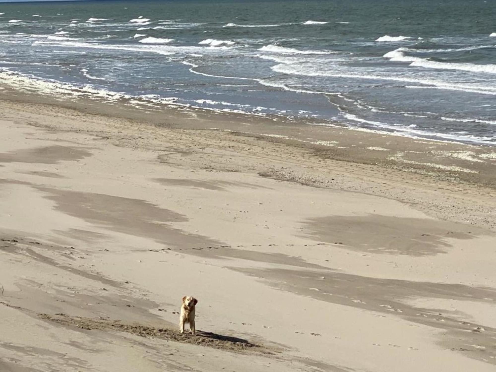 Natur Pur, O4 Neues Ferienhaus Natureingebunden, Familien- Und Hundefreundlich Eingezaeunt Callantsoog Kültér fotó